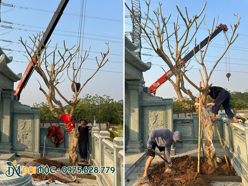 Trồng cây cổ thụ tâm linh cho khu lăng mộ gia tộc