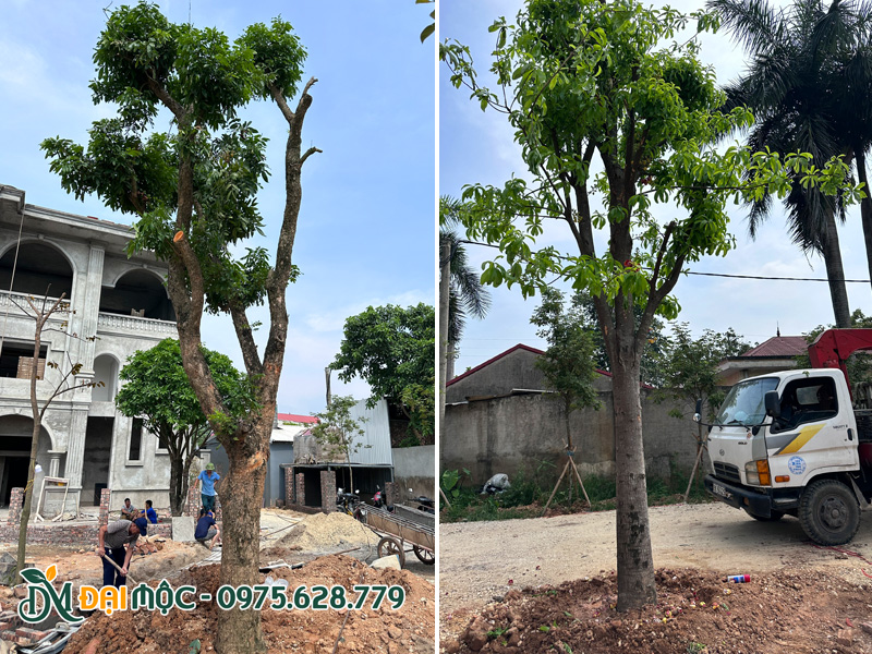Trồng cây sala và cây nhãn cổ thụ cho khuôn viên một nhà hàng cao cấp tại Hà Nội