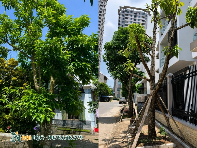 Chỉ nên xiết nước, ép hoa khi trời nắng