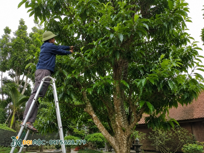 Tỉa bớt cành ở vòm tán cây ngọc lan cổ thụ