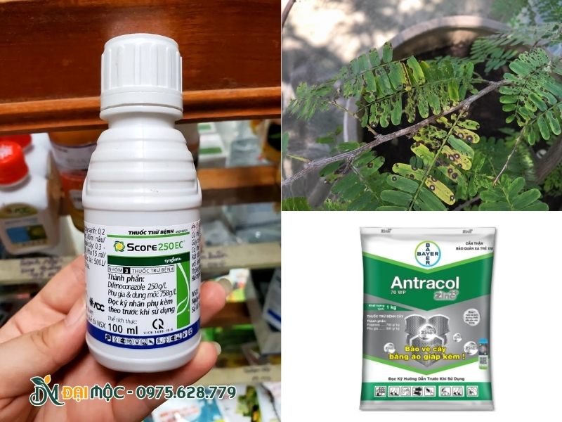 Bệnh thán thư cũng khá phổ biến trên cây me cổ thụ