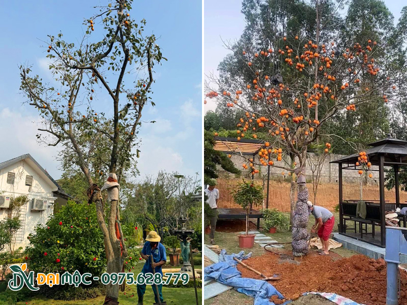 Thi công trồng cây hồng ăn quả cổ thụ cho sân vườn biệt thự, nhà ở