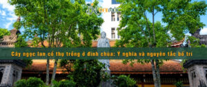 Cây ngọc lan cổ thụ trồng ở đình chùa rất phổ biến