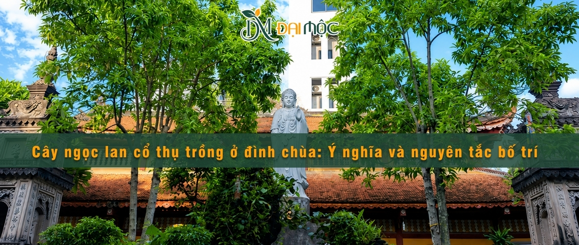 Cây ngọc lan cổ thụ trồng ở đình chùa rất phổ biến
