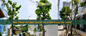 Bật mí trồng cây ngọc lan cổ thụ ở đâu trong sân vườn lý tưởng nhất