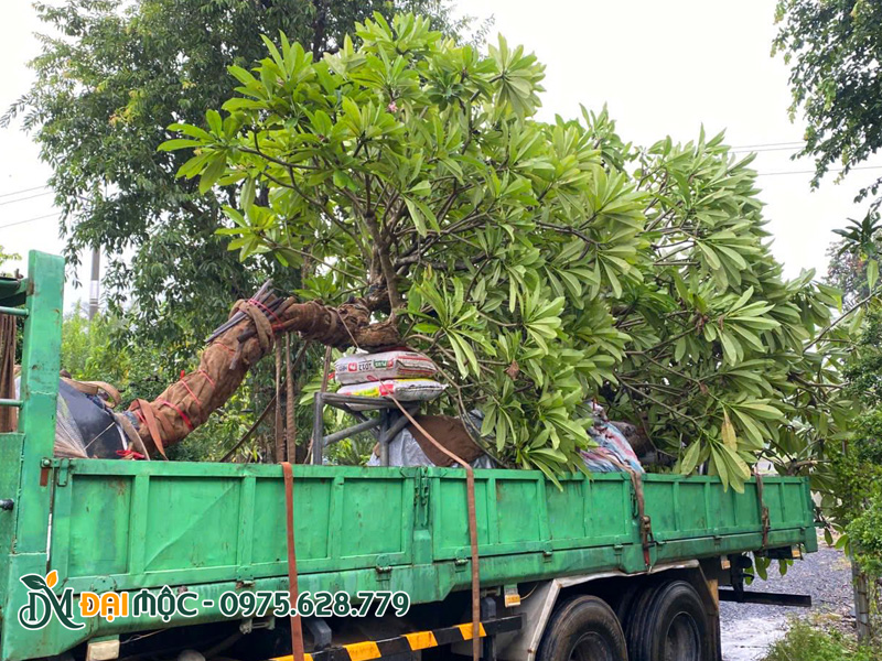 Vận chuyển giao cây bóng mát cổ thụ tận nơi cho khách tại Hải Phòng