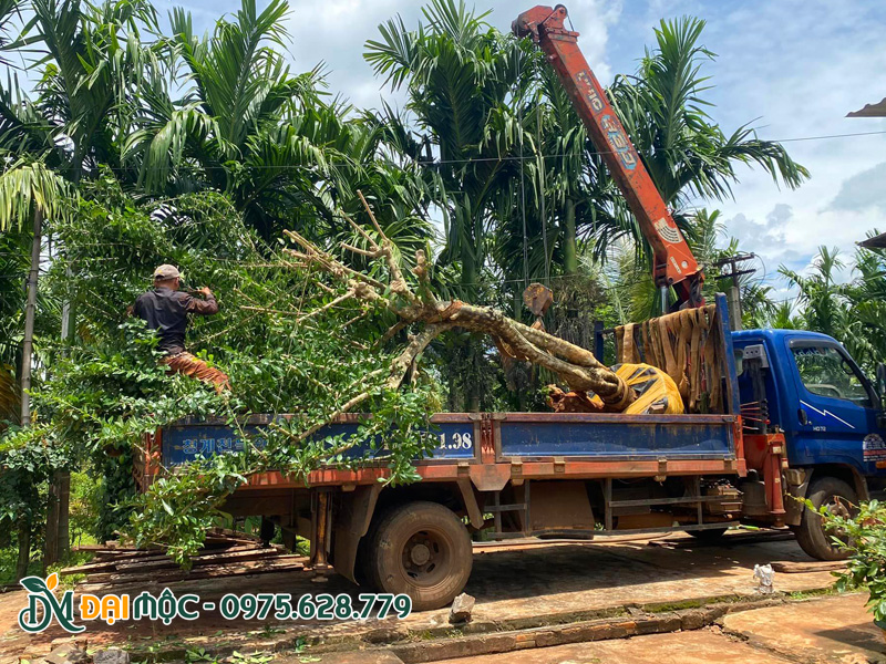 Cẩu xếp cây đào tiên cổ thụ lên thùng xe cẩu tự hành 8 tấn
