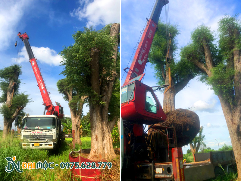 Dùng xe chuyên dụng cẩu cây me cổ thụ đến công trình