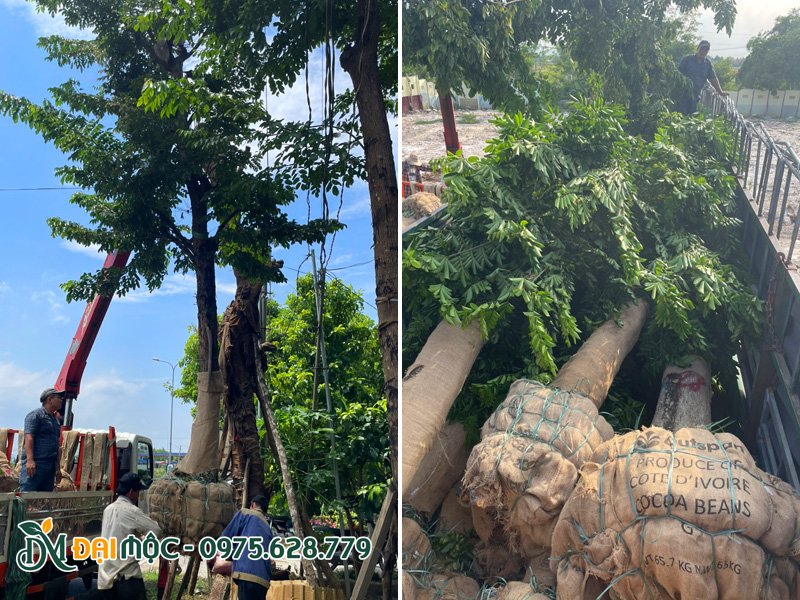 Những cây giáng hương cổ thụ được bọc bầu cẩn thận trước khi vận chuyển