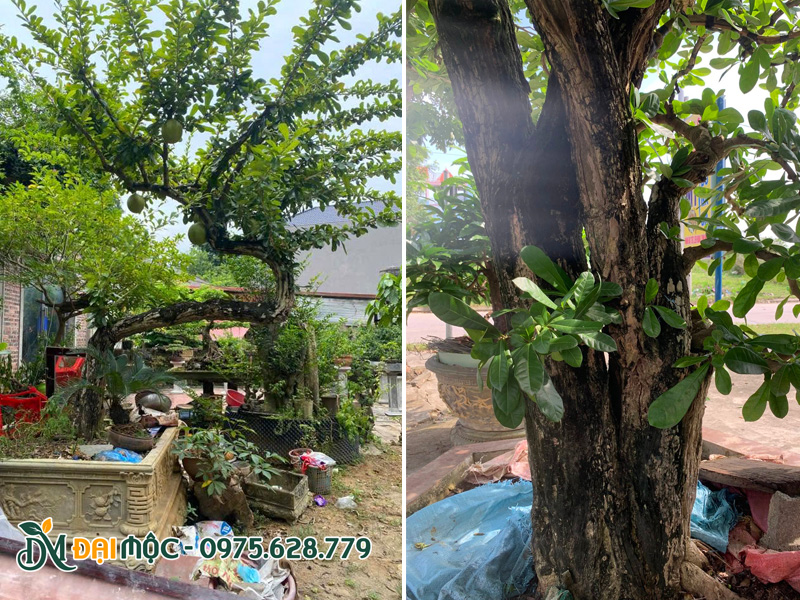 Thân cây xù xì, cổ kính của cây đào tiên cổ thụ