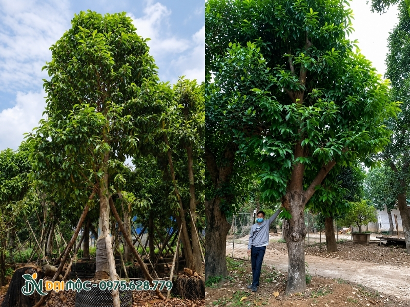 Vòm tán cây ngọc lan cổ thụ dày và xanh mướt