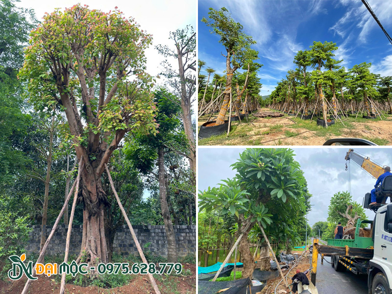 Vườn dưỡng ủ cây bóng mát cổ thụ quy mô lớn