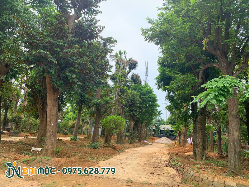 Bãi dâm ủ cây cổ thụ quy mô lớn tại Hà Nội