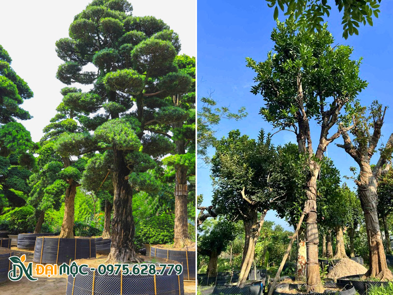 Vườn cây cổ thụ hàng đặc tuyển, đã dưỡng ủ kỹ