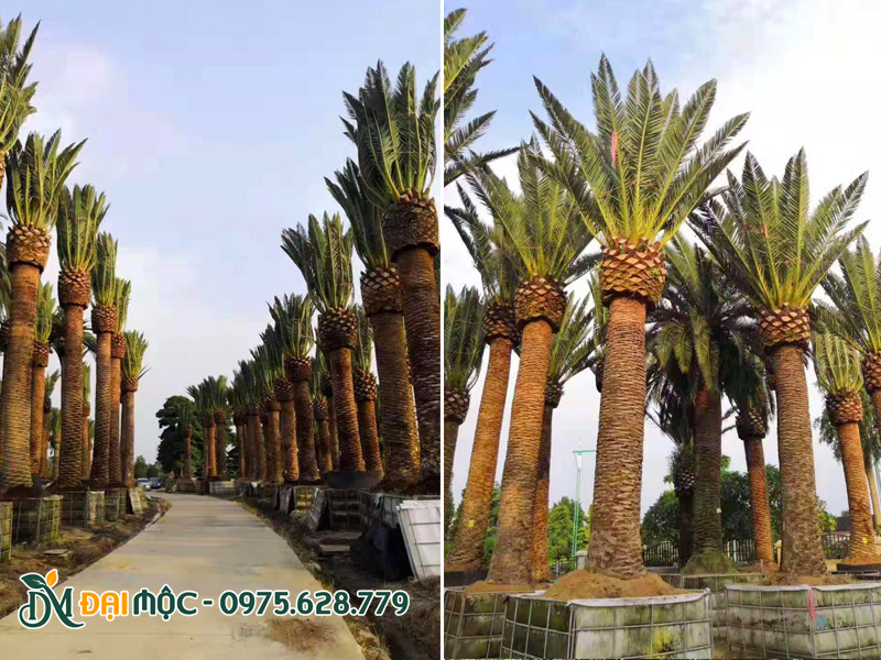 Bãi dâm ủ cây nhập khẩu cổ thụ quy mô lớn
