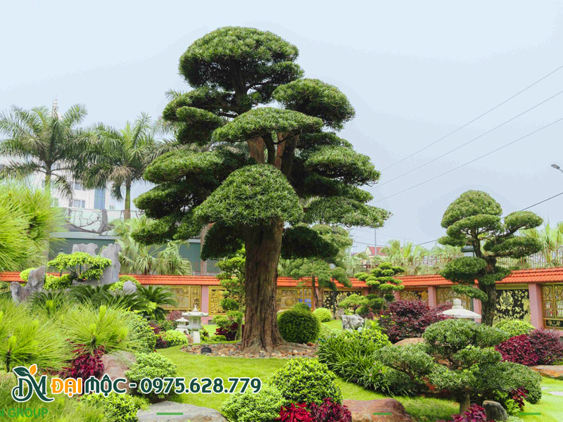 Cây tùng la hán cổ thụ trồng sân vườn biệt thự cao cấp