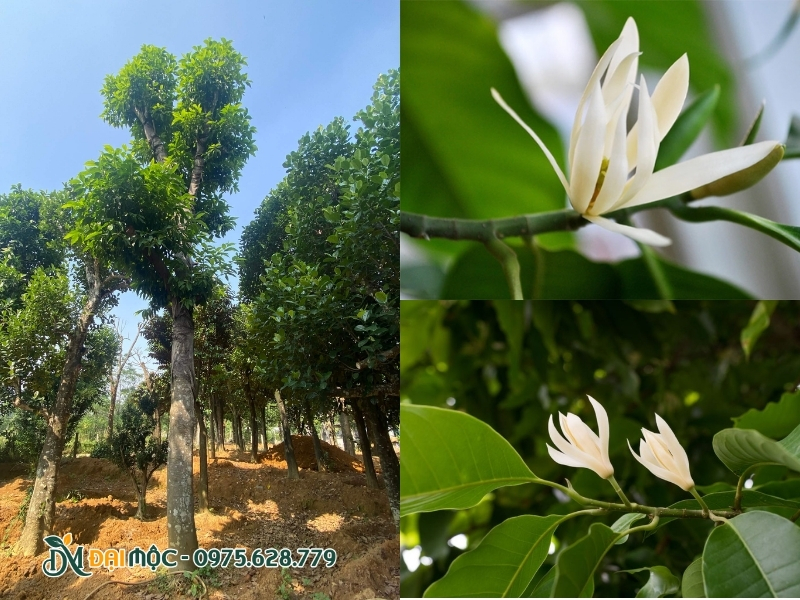 Cây ngọc lan trắng có mùi hương nhẹ dịu