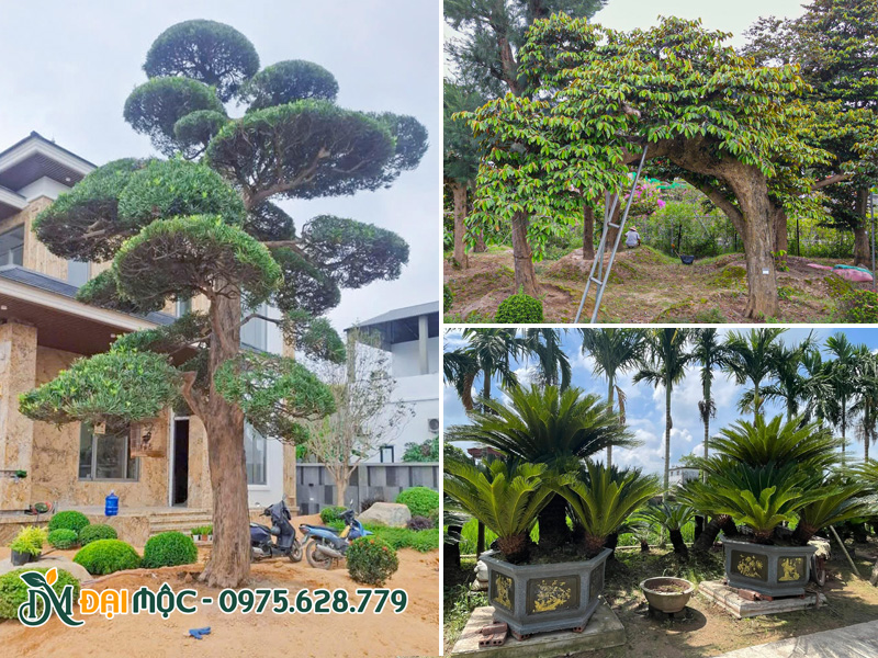 Cây cổ thụ có ý nghĩa phong thủy tốt để trồng trước nhà