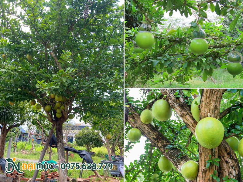 Cây đào tiên cổ thụ trái sum suê, quả tròn, quả tạo kiểu hồ lô siêu đẹp