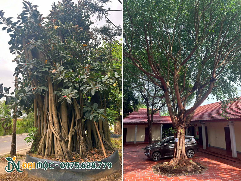 Cây đa búp đỏ và cây bồ đề đại thụ