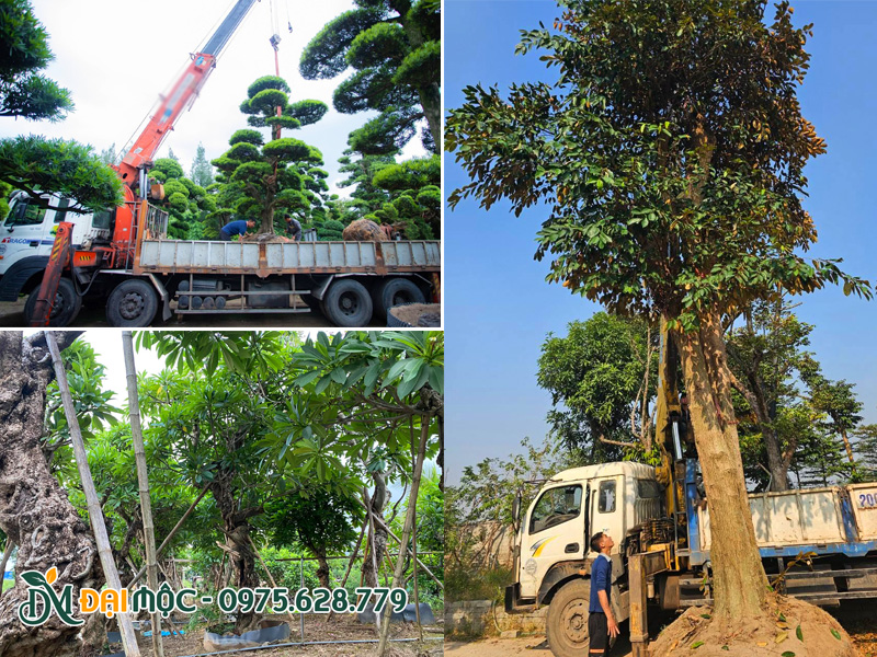 Xuất vườn hàng loạt cây cổ thụ trồng biệt thự tại Hưng Yên