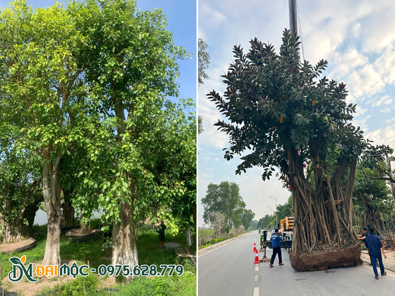 Vườn dâm ủ những gốc cây đại thụ bề thế