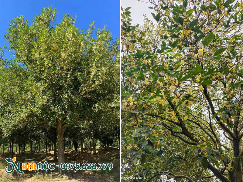 Cây mộc hương ta hoa vàng cổ thụ