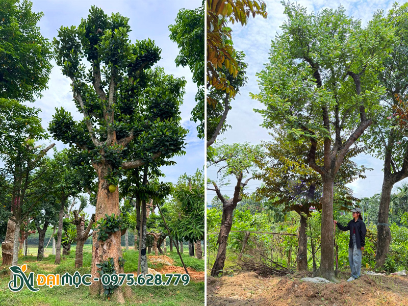 Bãi dưỡng ủ số lượng lớn cây cổ thụ trồng sân vườn biệt thự gia đình