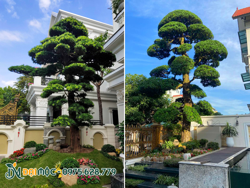 Trồng hai cây tùng la hán cổ thụ trước nhà biệt thự tại Hải Phòng