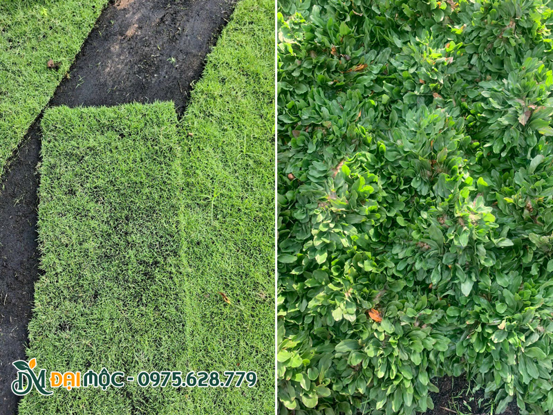 Đại Mộc cung cấp số lượng lớn cỏ nhung nhật và cỏ lá gừng
