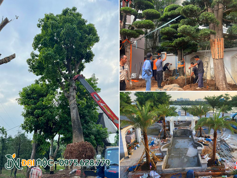 Bán cây cổ thụ trồng biệt thự đẹp, thi công trọn gói tận nơi