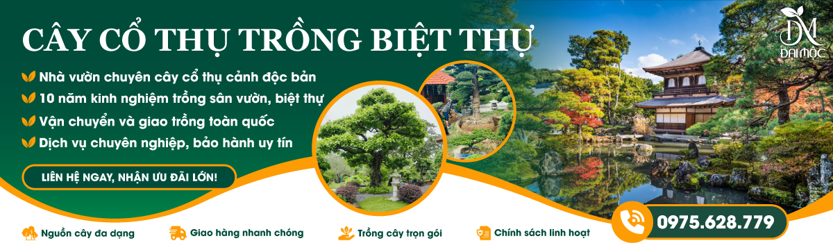Banner danh mục Cây Cổ Thụ Trồng Biệt Thự