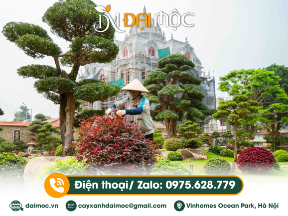 Đơn vị cung cấp dịch vụ cây xanh trọn gói