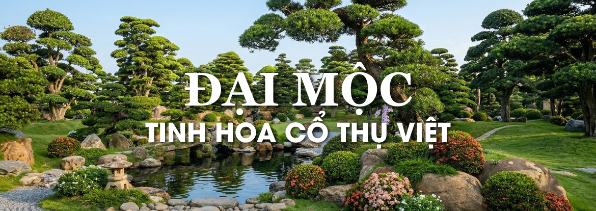 Đại Mộc - Cây cổ thụ, cây công trình chất lượng cao