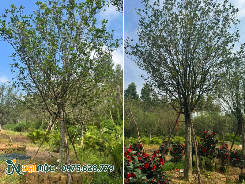 Cây mộc hương ta cổ thụ thoát thân 1 - 1.5m