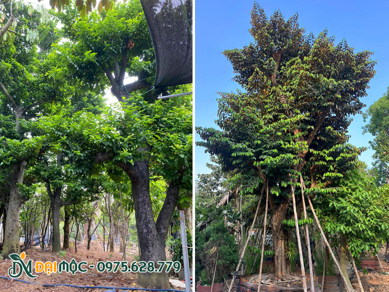 Vườn dưỡng số lượng lớn cây cổ thụ đã dâm ủ kỹ tại Hà Nội