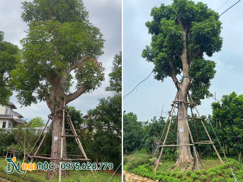Trồng và bảo hành trọn gói cho cây biệt thự cổ thụ