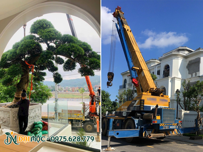Dùng cẩu đưa cây tùng la hán vào vị trí trồng
