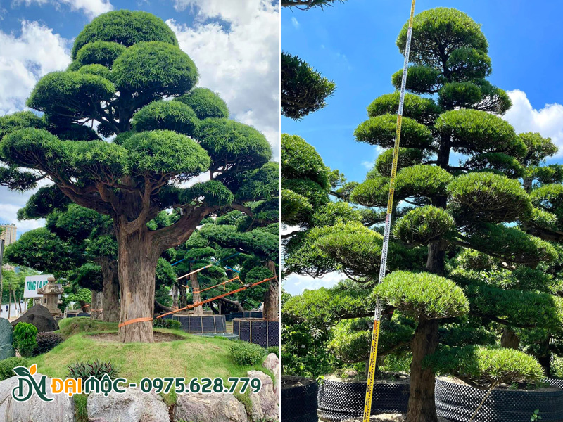 Đo kích thước cây tùng la hán cổ thụ đường kính gốc 25 - 50cm