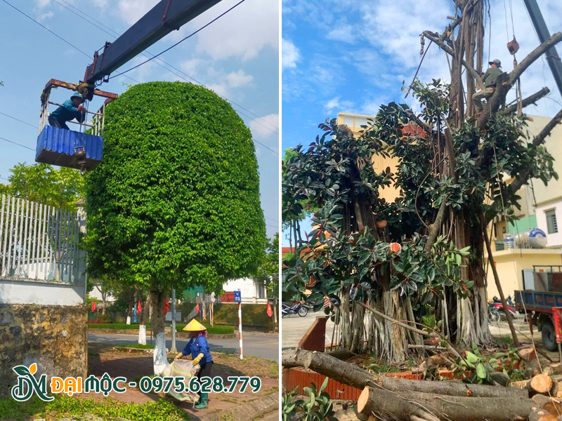 Công nhân đang tiến hàng cắt tỉa cây xanh cổ thụ, cây cảnh bonsai