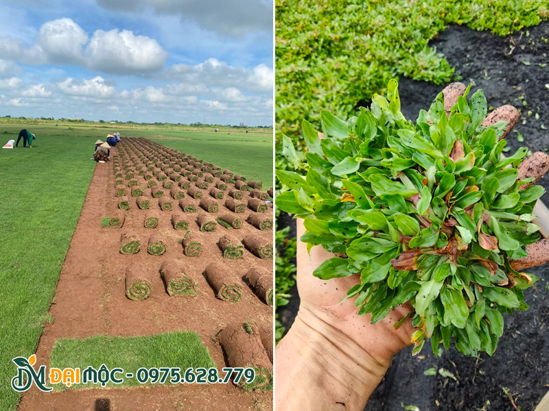 Báo giá dịch vụ trồng cỏ sân vườn, cảnh quan