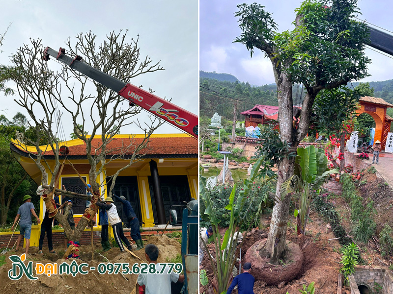Thi công trồng cây cổ thụ cho cảnh quan công trình tại Quảng Nam