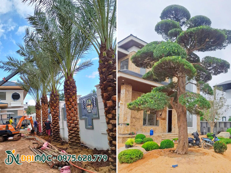 Trồng cây xanh bóng mát, dáng đẹp cho sân vườn biệt thự