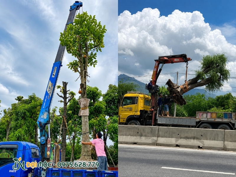 Cây được xe chuyển dụng cẩu hạ nhẹ nhàng