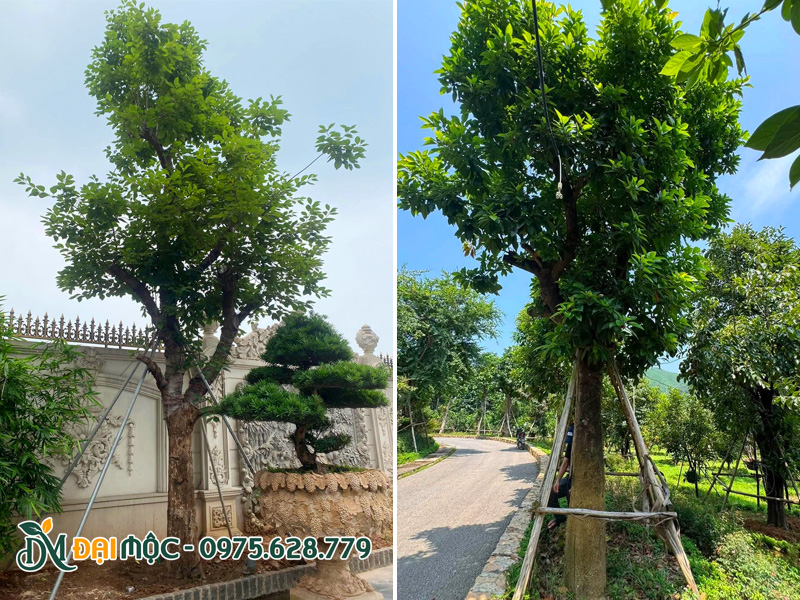 Trồng cây bóng mát cổ thụ trong sân vườn biệt thự