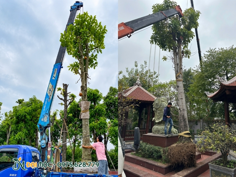 Bầu rễ cây sala có hoành lớn được bó cẩn thận