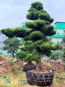 Bọc bầu cho cây tùng la hán cổ thụ cao 5m trước khi xuất vườn