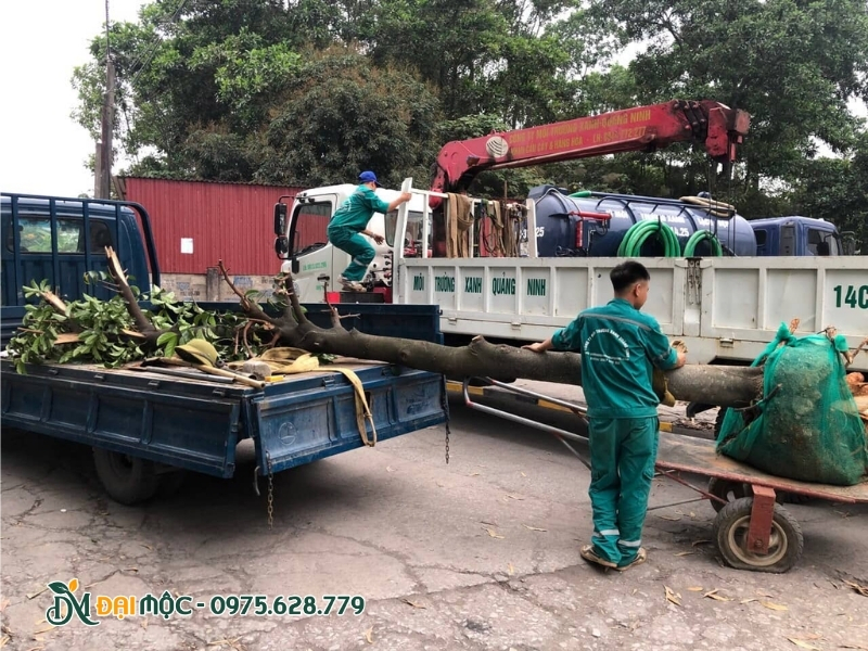 Đại Mộc thực hiện bứng bỏ cây cũ khi khách hàng không còn nhu cầu trồng