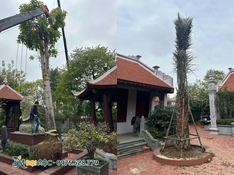 Thực hiện bứng dời cây sala và trồng thay thế bằng cây chà là ăn quả