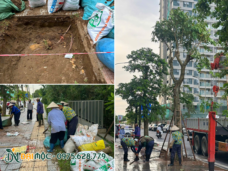 Tiến hành thi công trồng cây cảnh quan đô thị